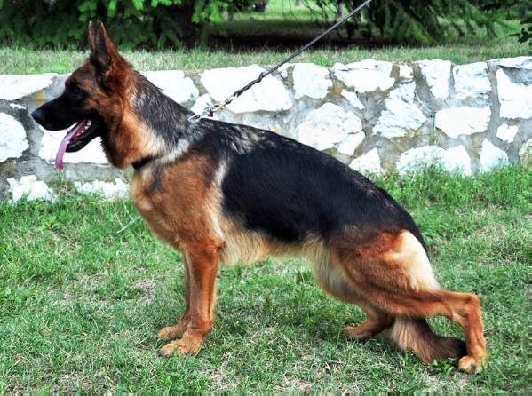 public/dog_images/421/1721124507.kuba.jpg