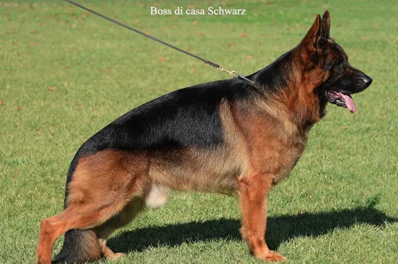 public/dog_images/453/1720989948.IMG_20240714_214340.jpg
