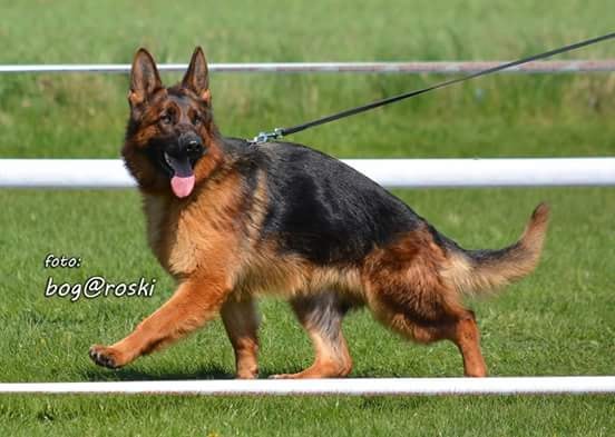 public/dog_images/473/1720774964.titaodbanasa.jpg