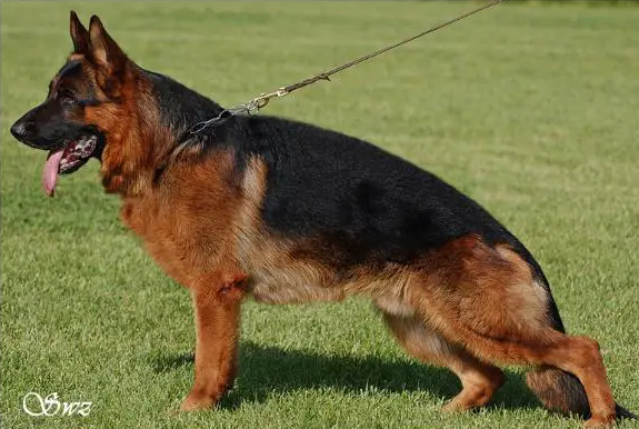 public/dog_images/541/1720775631.maxval.jpg