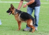 public/dog_images/592/1720772160.Angie__.jpg