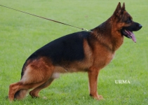 public/dog_images/638/1720523407.Homar.jpg
