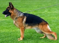public/dog_images/652/1720773036.NerodelCaiatino.jpg
