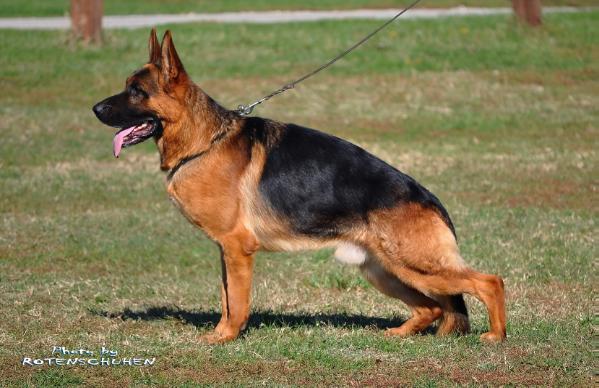 public/dog_images/655/1721121821.Maximuss.jpg