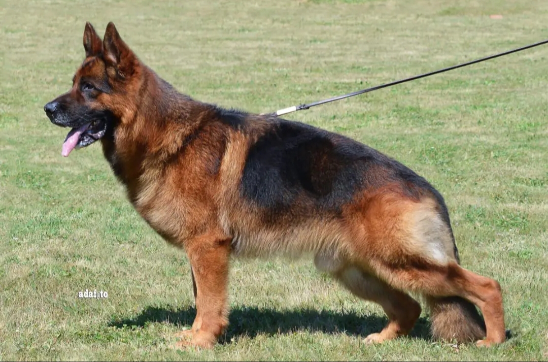 public/dog_images/670/1721508653.tom.jpg