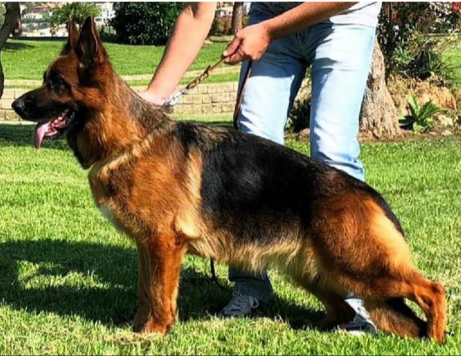 Fendy von Maikhus