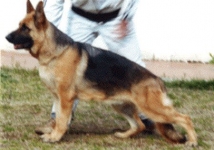 Hanny I dell'Alto Pino