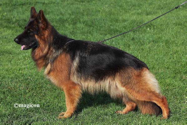 Nolly von Bellissimo (H)