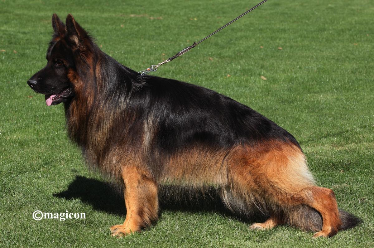 public/dog_images/710/1721641710.yakari.jpg