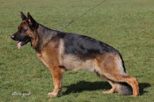 public/dog_images/736/1721731383.Nircan.jpg