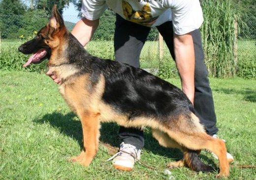 public/dog_images/737/1721731523.Pia.jpg